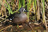 Blue-winged Tealborder=